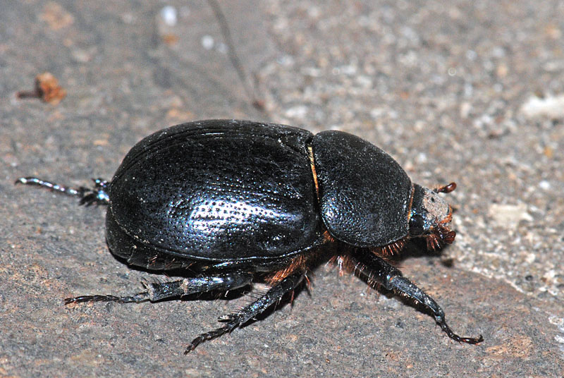 Chi  ? Pentodon bidens punctatus